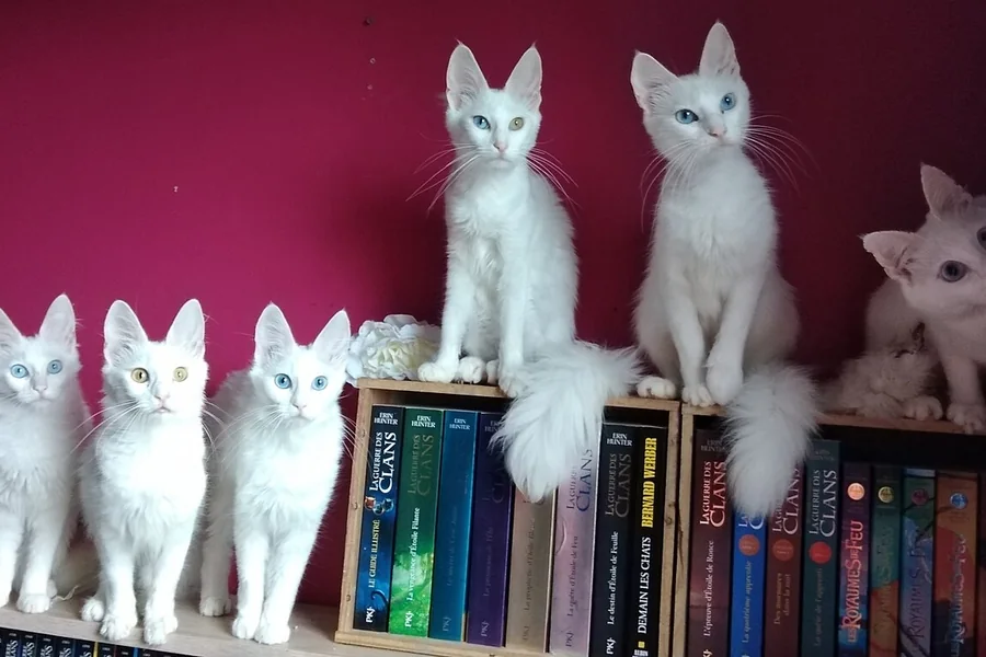 Kitapların üzerinde birlikte duran beyaz Ankara kedileri; fotoğrafta Van kedisi gösterilmiyor.