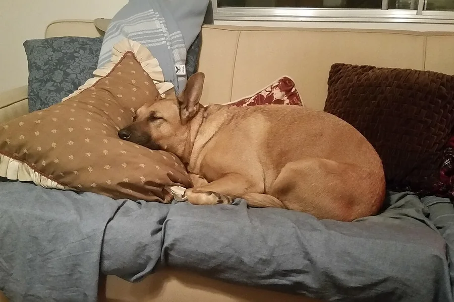 Yastıkların arasında kanepede dinlenen açık kahverengi köpek.