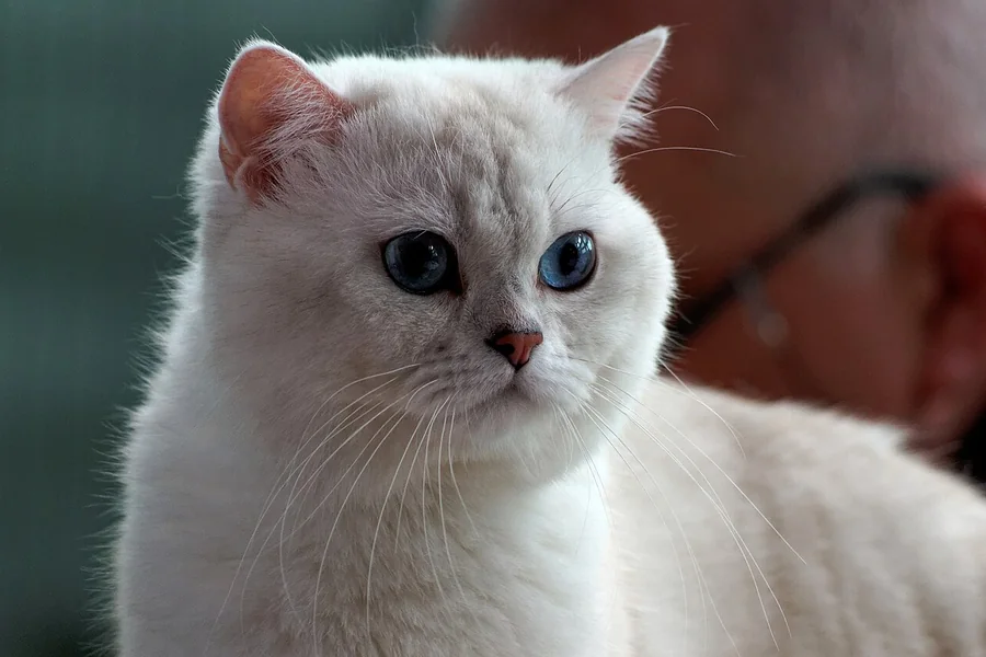 Açık renk tüylü, mavi gözlü British Shorthair kedisinin portresi.