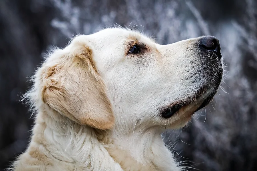 Ağaçların önünde yana doğru bakan açık altın renkli Golden Retriever.