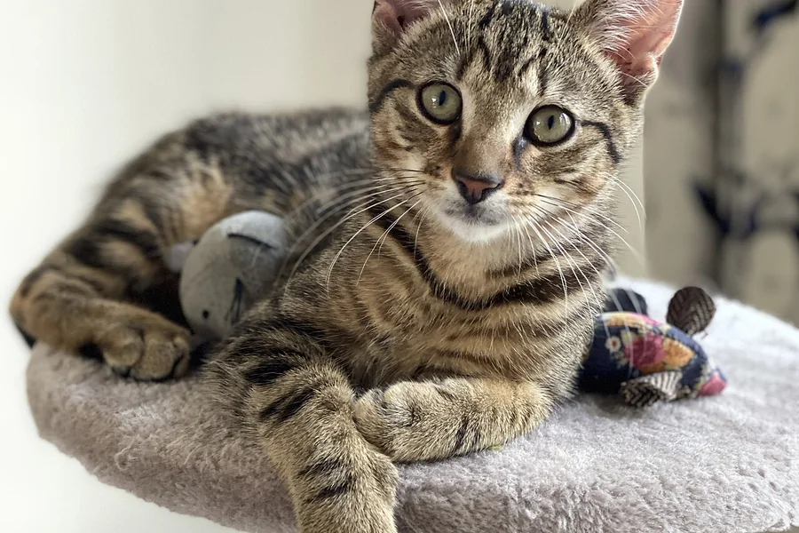 Kedi ağacında oyuncak farenin yanında duran tekir kedi.