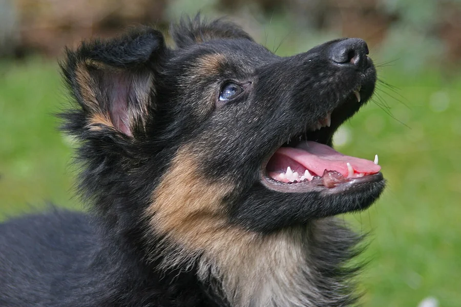 Çimlerin önünde fotoğraflanmış Alman çoban köpeği yavrusu.