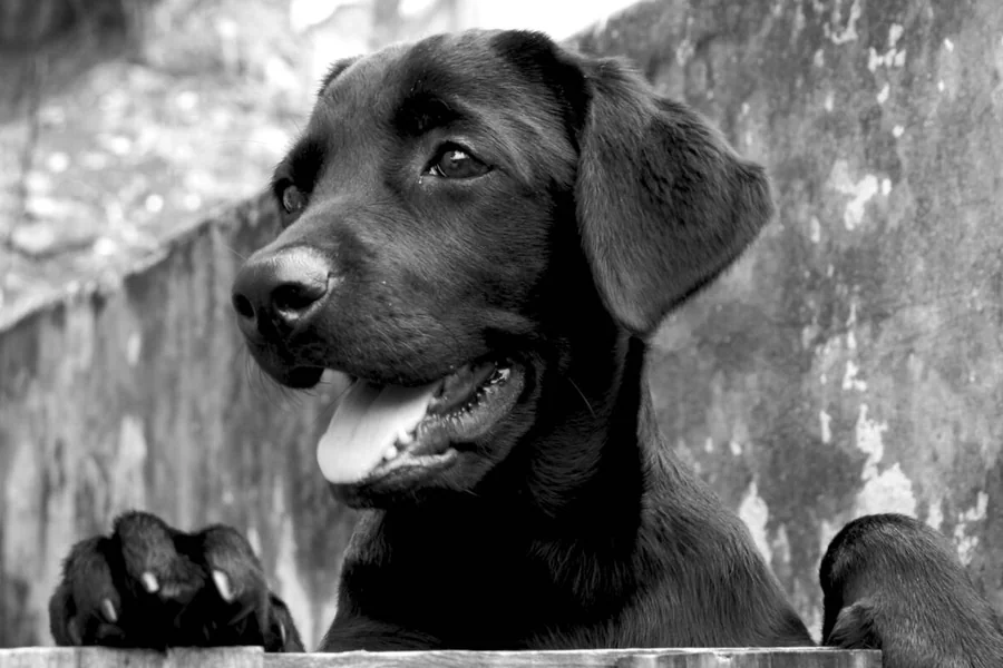 Ahşap bir yüzeyin arkasından bakan siyah köpeğin siyah beyaz portresi.