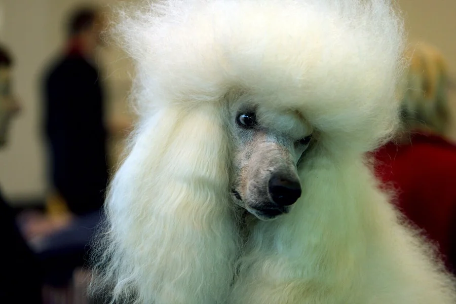 Crufts gösterisinde fotoğraflanmış beyaz standart kanişin baş portresi.